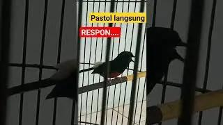 pancingan murai pastol