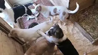 Щенятки растут и взрослеют! Приют ДРУГ ЖИВИ. Г.ОМСК 