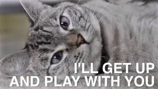 Nala Cat  If You Feed Me Wet Cat Food   Friskies