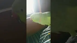 #rings #rings #parrot #parrotparrot #mitthu #talkingparrot #greenpar#bird #rubyonrails #cute #rails