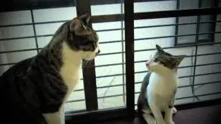 The Destiny Cat