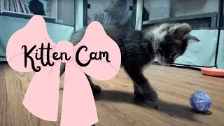 Live Kitten Cam: 5/28 - 5 weeks old