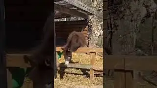 #funny #fail Donkey had a bad day...  Fence 1 Donkey 0