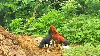 Rooster Attacks Cockfight in Village- Fight between two Cocks- Cock fighter - Cockfight Ban