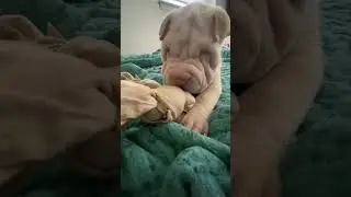 Homemade Upcycled Puppy Toy Part 2