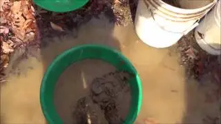 Gold prospecting in a small stream