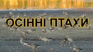 Гуси, лебеді, чаплі, качки, мартини та чайки. Водоплавні птахи. Відео дикої природи.