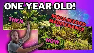 The RARE Tetra aquarium, update and clean out!