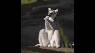 Lemur GIF!!!