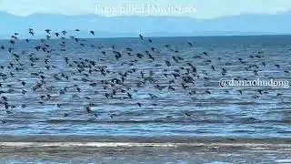 Long billed Dowitchers Flight Show