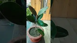 rubber plant । lucky plant for home । #plants #youtubeshorts