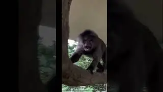 Ostrich Attacks Giraffe?! Monkey's Wild Reaction! You Won't Believe It!