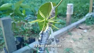Sambung Sisip Mangga Di Kaki 3 || How to Grafting Mango Tree