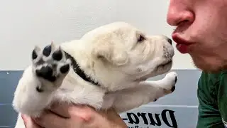 Giving Kisses To Labrador Puppies!