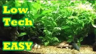 Planted 35 Gal Tropical Tank - Low Tech with Easy to Grow Live Plants #1.