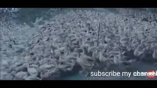 Duck race in pond, Entertainment video,