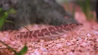 The Batik/Zodiac Loach - Mesonoemacheilus triangularis