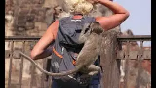 Monkey Stealing