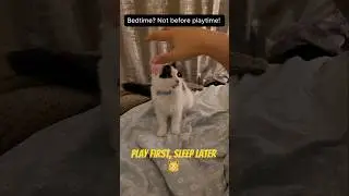 My Cat&rsquo;s Bedtime Rules: Play First, Sleep Later 😼