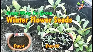 Winter Flower Seeds Growing Guide | Easy way to grow winter flowers | Godetia Stock Pancy Seedlings