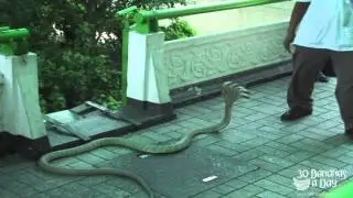 5 Headed Cobra Snake Found In Australia April 2014