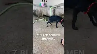 #GermanShepherdIndia #DogsOfIndia #DogLoversIndia DogBreedingIndia #GSDLovers #RudraK9Empire