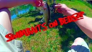 BED FISH AND MY 