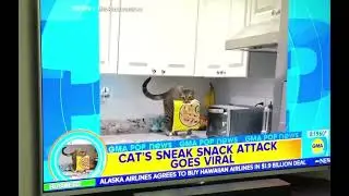 Good Morning America @GMA (ABC News) features @lokidoestricks viral cat video &mdash; aired December 2023