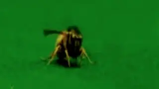 KBV-232. Wasp Stops Play At Snooker.