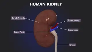 Строение и функции почки человека: 3D-иллюстрации