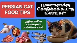 PERSIAN CATS FOOD TIPS|பூனைகளுக்கான சிறந்த உணவுகள்|Healthy& Safe Food for Cats in Tamil #persiancat