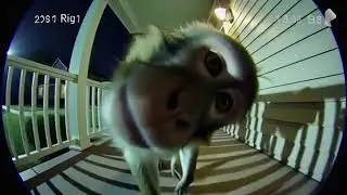 Monkey boy