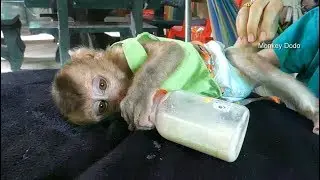 Oh, Dodo Why You Sleep Get Milk?? Look Like Dodo Like This Table