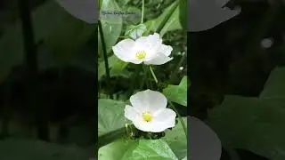 #osman Rooftop Garden #Maxicansword lili #irislili #mussaenda #lipstick plant #garden