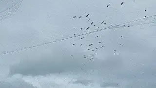 Mantap spod nya burung nya banyak