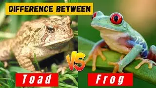 What is The Difference Between a Frog and a Toad - Hidden Facts and Comparison - Learning video