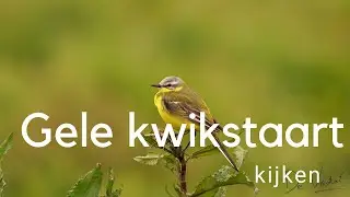Gele kwikstaart kijken / Observing Yellow Wagtails #645