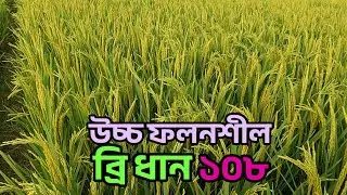 ব্রি ধান ১০৮ চাষে কৃষকের স্বপ্ন পূরণ! কৃষকদের নতুন আশার আলো ব্রি ধান 108 | Bri 108 | 01929535216