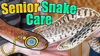 How to Identify and Care for Older Snakes