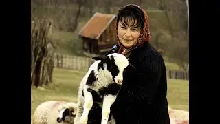 Berbeci  oi si miei  de exceptie in gospodaria fam  Sotanga Petre din Dalja Petrosani!