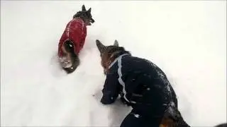 First snow. Leo and Zeta on walk