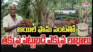 ఆయిల్ ఫామ్ పంటతో తక్కువ పెట్టుబడి ఎక్కువ లాభాలు|Oil palm cultivation high profit with low investment