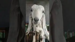 #animals #soundcloud #babyshorts #babygoats #fypシ #funny #kanji19