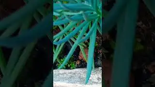 Planta Ornamental Curi&oacute; Repens #shorts #plantas #suculentas