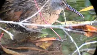 Virginia Rail, iPhone 5s, Leica Televid APO 82mm scope at 50x
