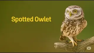 Spotted Owlet&ndash; சூப்பர் கியூட் ஔவுல்! | Urban Owl of India | JK Studios Tamil