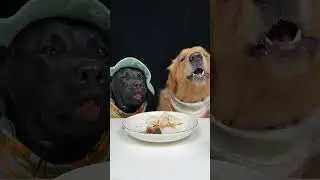 Cooking Was Experimental. Golden and Labrador. Cute Pet Debut Plan