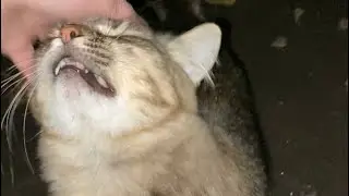 Affectionate gray cat. Tabby cat climbs into my arms