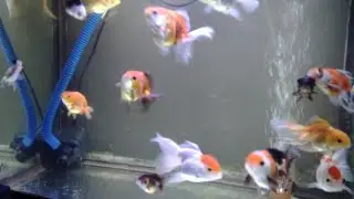 coba lihat ada berapa jenis ikan koki  didalam tank ini