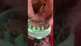 Slow Feeder Bowls are my Fave Enrichment Toys!